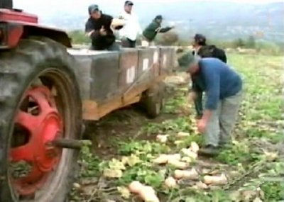 RECOLECCION (1)  CAMPESINOS